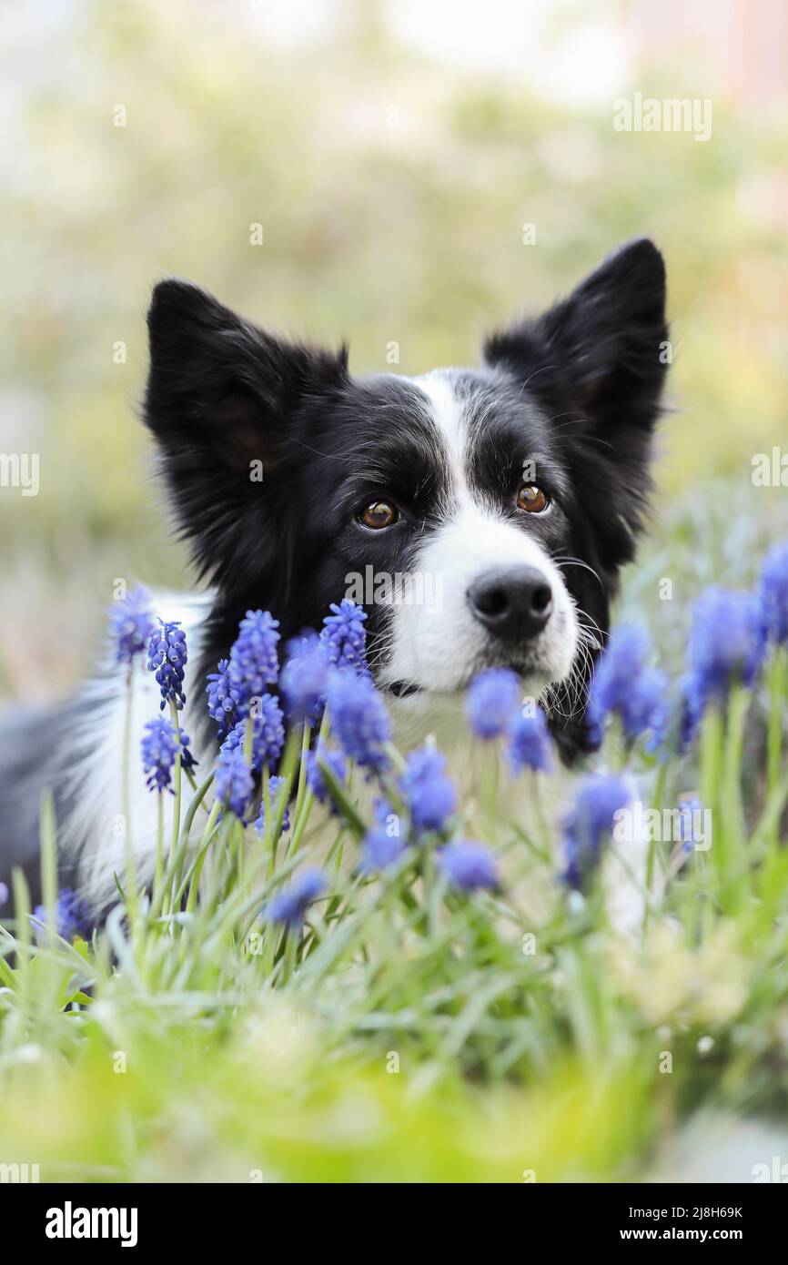 Primavera Ritratto di confine Collie con Muscari nel Giardino. Adorabile cane bianco e nero che guarda la macchina fotografica con fiori. Foto Stock