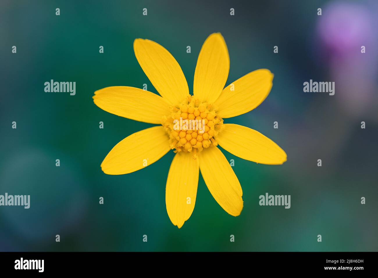 Macro foto di un fiore giallo in natura. Primo piano di bellissimi fiori di primavera con sfondo sfocato. Foto di alta qualità Foto Stock