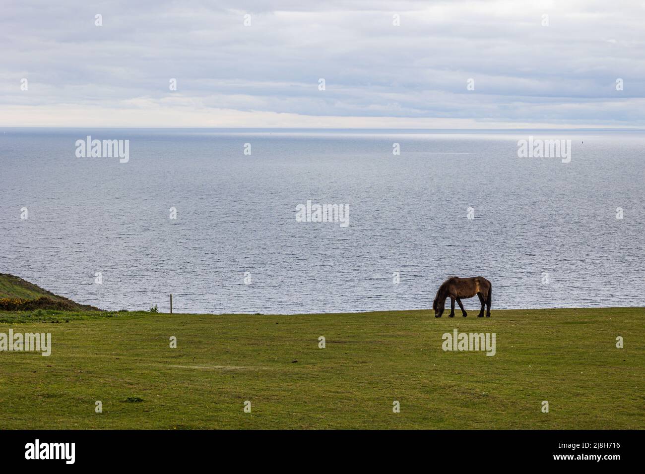 Pony si erge da solo a Rame Head con la costa alle spalle, Cornovaglia, U.K. Foto Stock