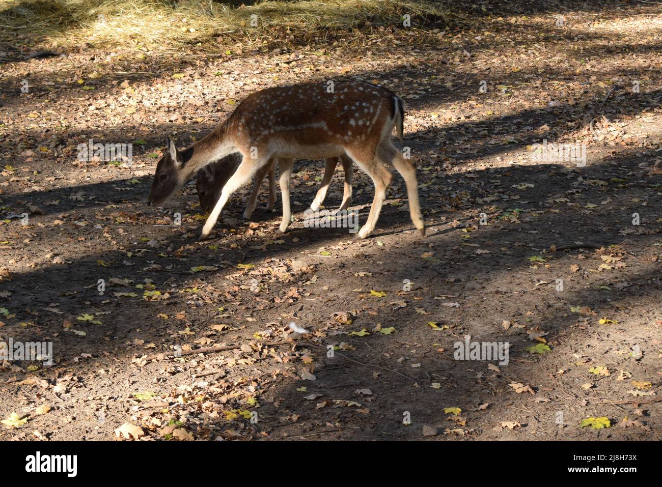 Il chital (asse dell'asse), noto anche come cervi macchiati, cervi vitali e cervi assi nell'habitat naturale. Fauna selvatica e foto animali. Foto Stock