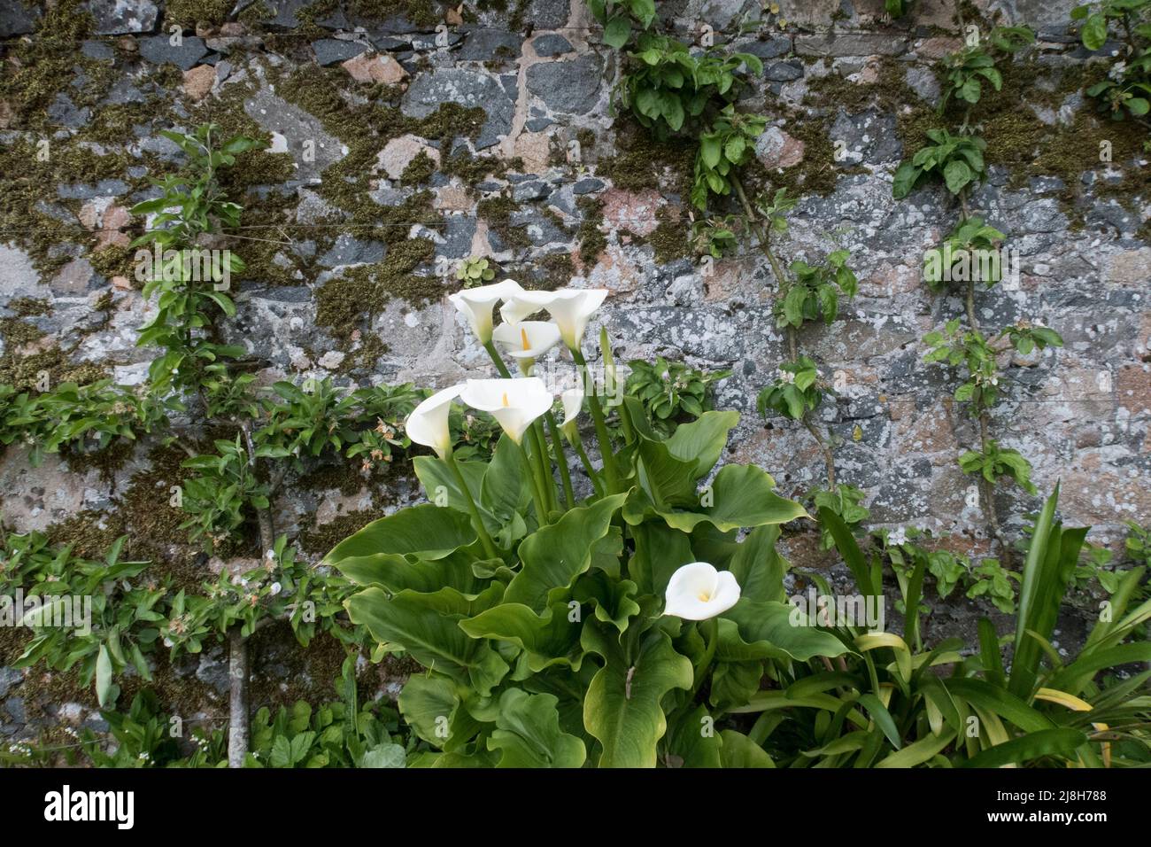 Mentre Calla Arum Lily sta crescendo contro il vecchio muro di pietra Foto Stock