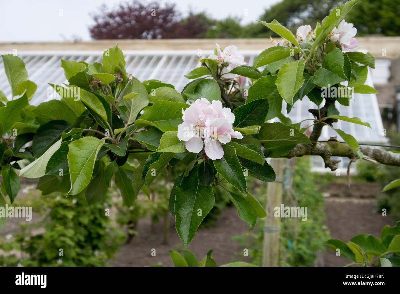 Fiore di mele fiorito in vecchio giardino inglese murato Foto Stock
