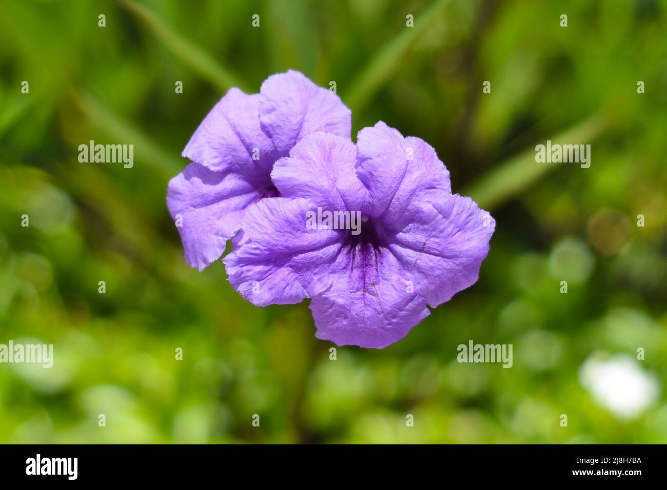 Ruellia simplex o la petunia messicana che cresce in Vietnam Foto Stock