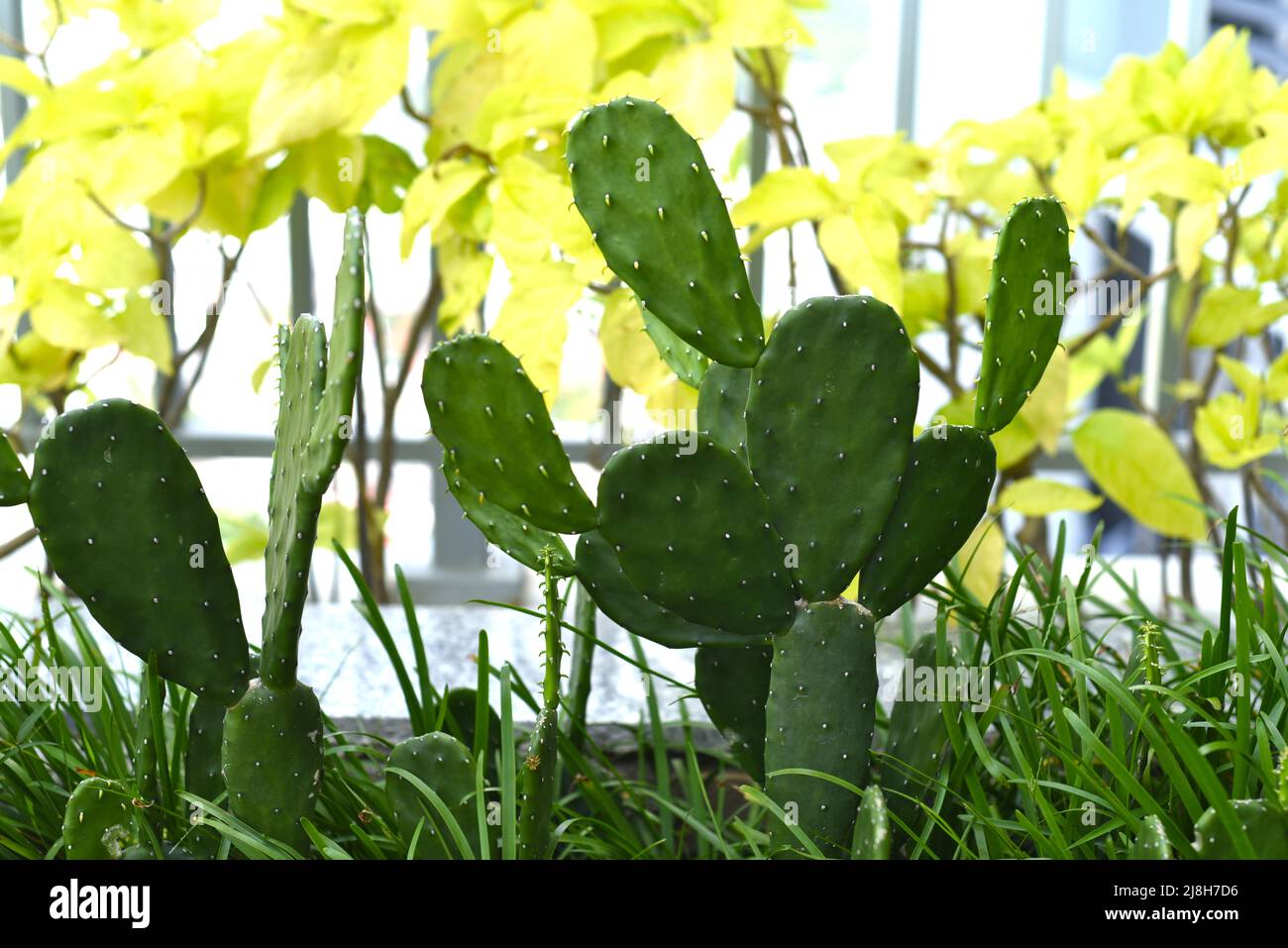 Piccolo cactus Opuntia sp. In Vietnam close up Foto Stock