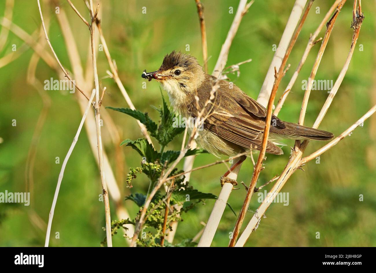 Wiek, Germania. 01st luglio 2021. 01.07.2021, Wiek su Ruegen. Un Warbler di canna (Acrocephalus scirpaceus) è seduto su canne in un piccolo stagno vicino Wiek. L'uccello ha catturato insetti nel suo becco. Credit: Wolfram Steinberg/dpa Credit: Wolfram Steinberg/dpa/Alamy Live News Foto Stock