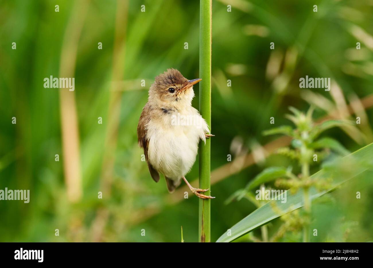 Wiek, Germania. 01st luglio 2021. 01.07.2021, Wiek su Ruegen. Uno stagno canna Warbler (Acrocephalus scirpaceus) si siede nelle canne in un piccolo stagno vicino Wiek. Credit: Wolfram Steinberg/dpa Credit: Wolfram Steinberg/dpa/Alamy Live News Foto Stock