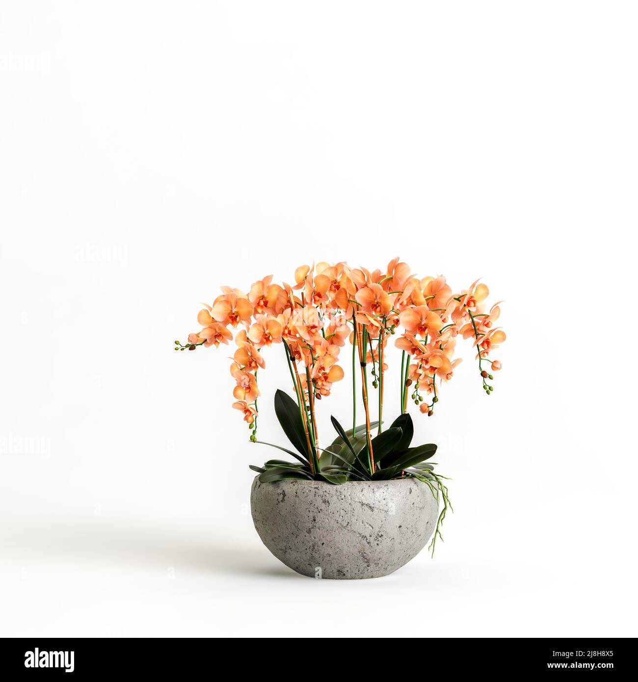 3d illustrazione di fiori in vaso isolato su sfondo bianco Foto Stock