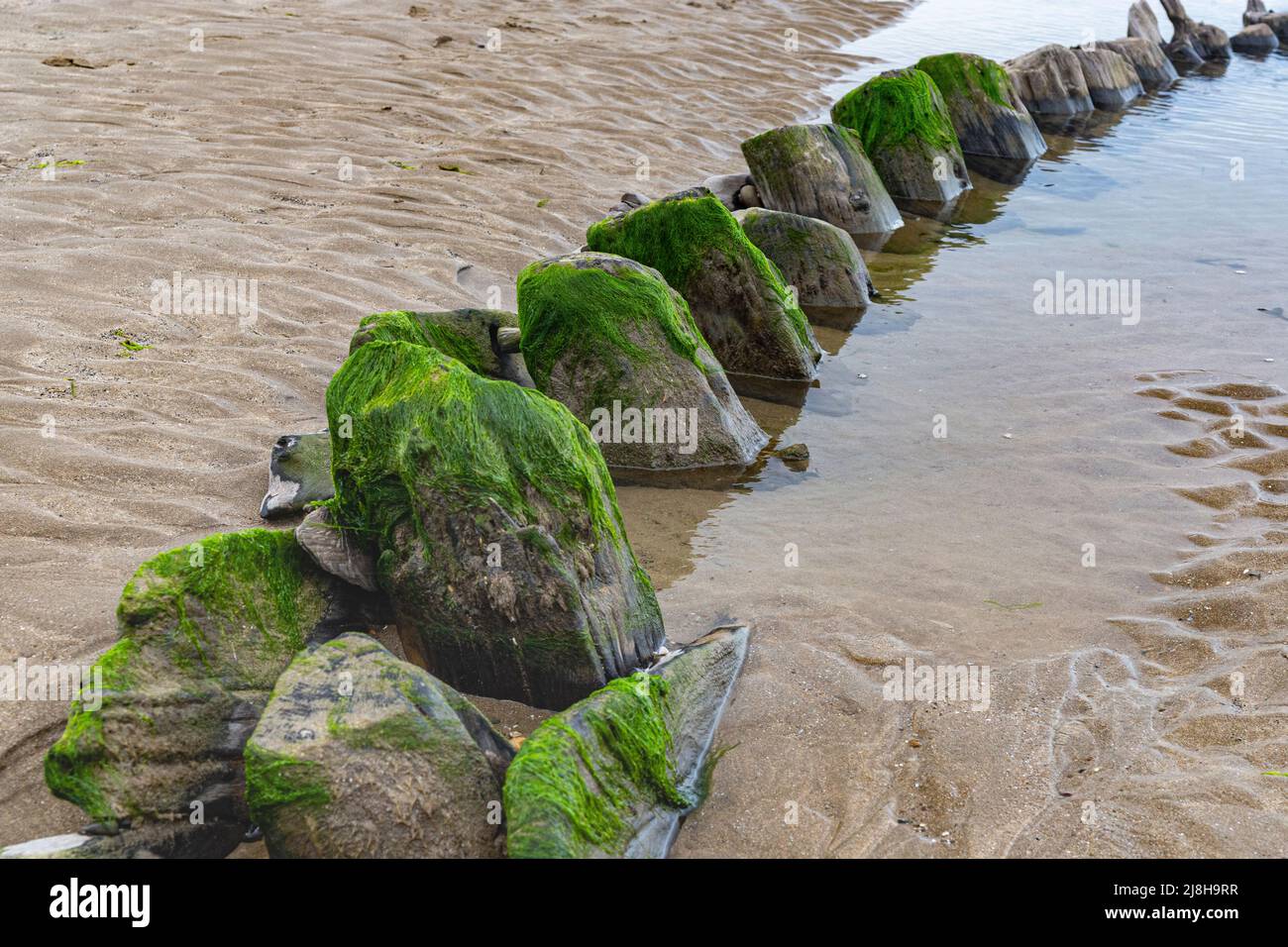 Primo piano dettaglio dei Timberi marcianti su un lato del Sally’, un brigg di Pollaca del 18th secolo sepolto da sabbia con erba di mare. Foto Stock
