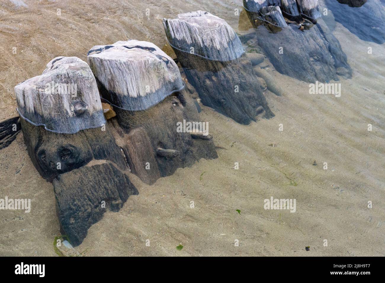 Primo piano dettaglio dei Timberi marcianti su un lato del Sally’, un Brigg Pollaca del 18th secolo sepolto da sabbia con Trunnel e grana di legno. Foto Stock
