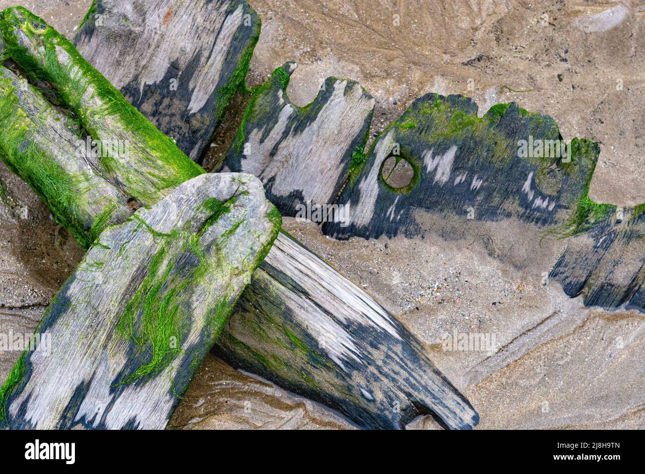 Primo piano dettaglio di Timberi frantumati e marcianti del Sally’, un Brigg Pollata del 18th secolo sepolto da sabbia con Trunnel e grano di legno. Foto Stock