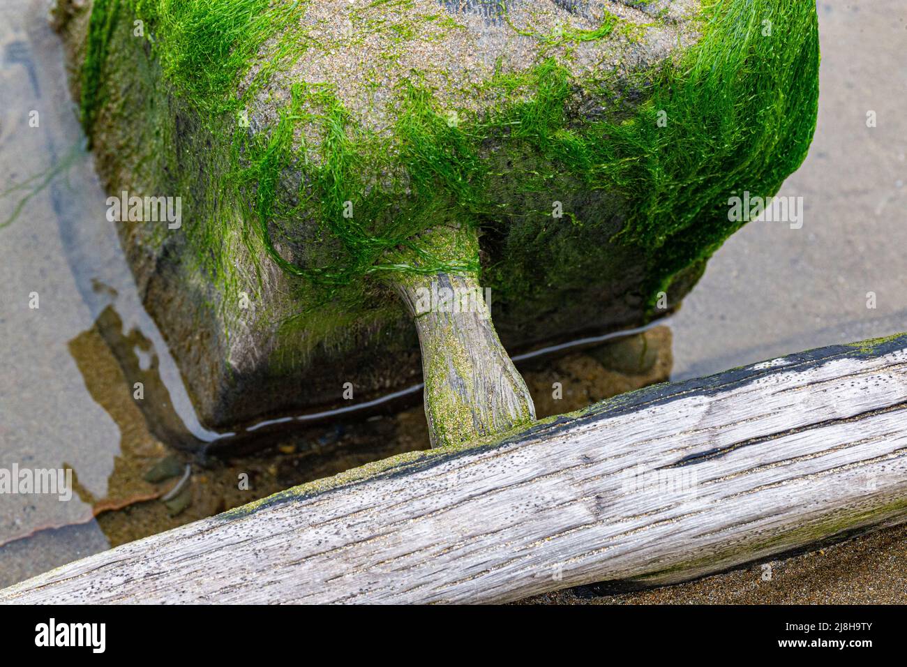 Primo piano dettaglio di Pollata PEG costruzione con Timberi marcianti del Sally’, 18th secolo Pollata Brigg sepolto da sabbia con Trunnel & Wood Grain Foto Stock