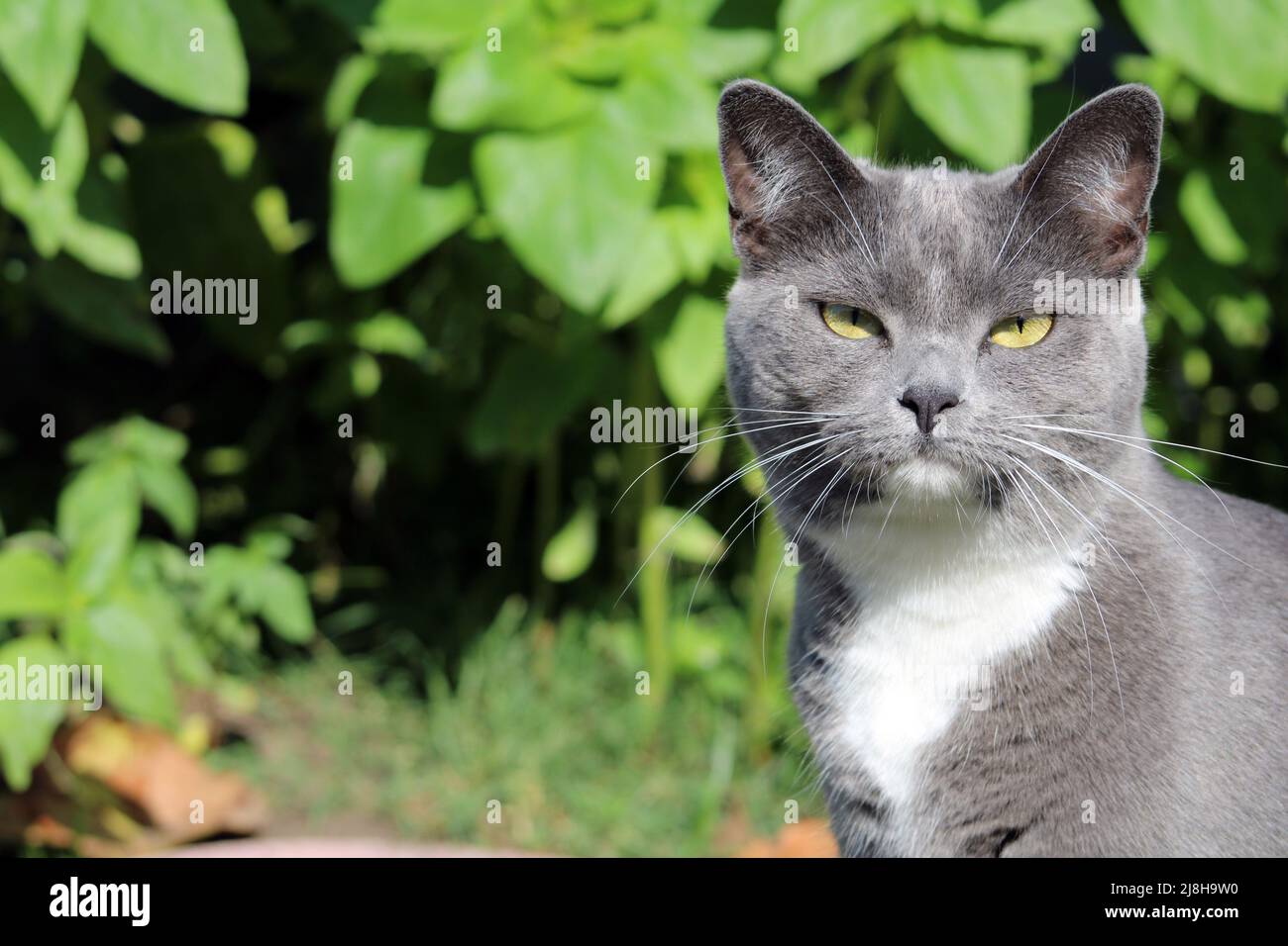 Gray e White Cat all'aperto con sole pieno e luminoso che ti guarda direttamente con piante verdi sullo sfondo. Foto Stock