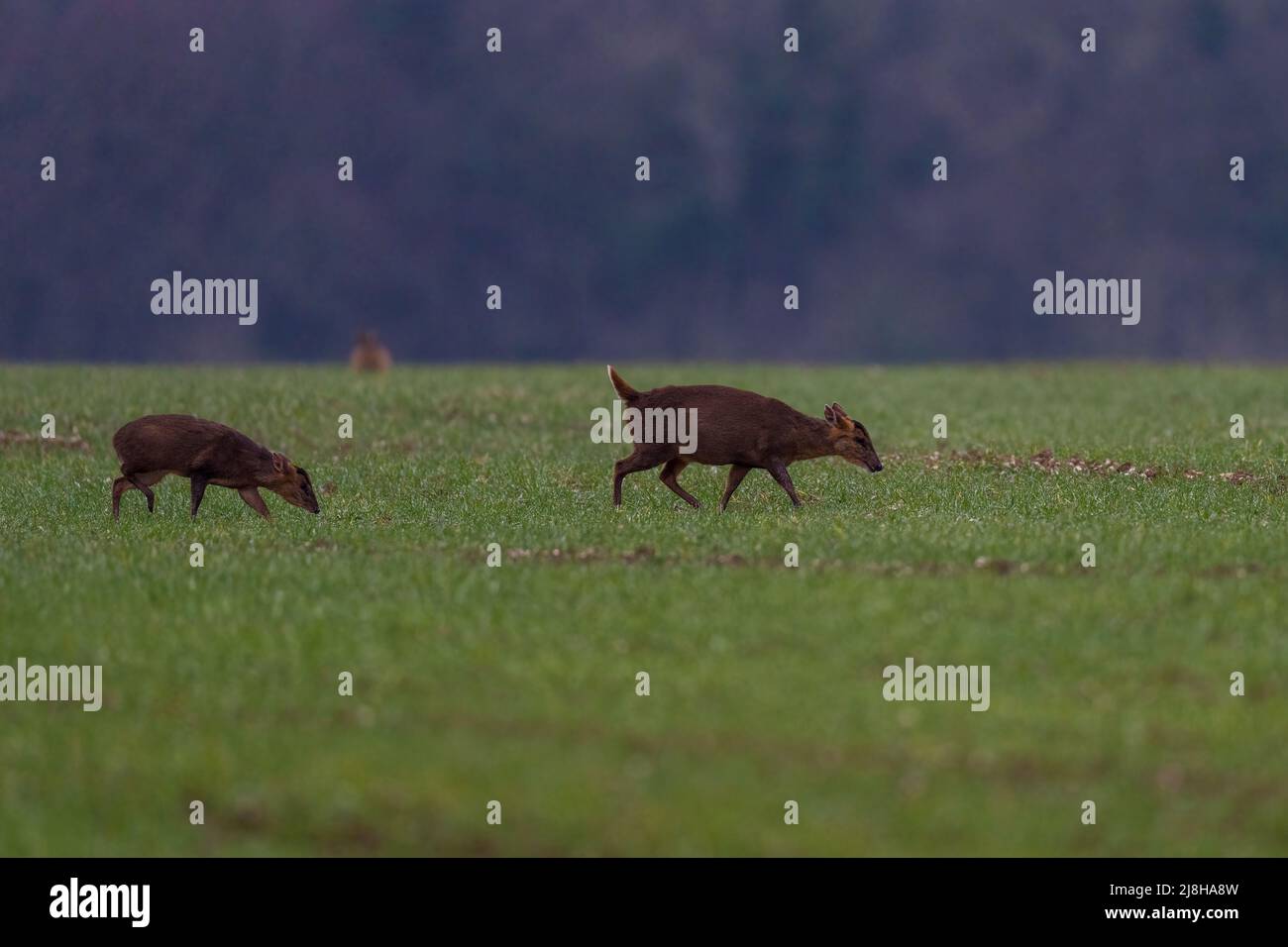 Il muntjac di Doe Reeves, noto anche come cervo abbaiato e il cervo di Mastreani-Muntiacus reeversi con il pegno. Norfolk, Regno Unito. Foto Stock