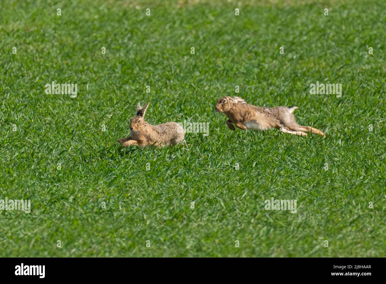 Maschio marrone Lepre- Lepus europaeus insegue una femmina durante la stagione di accoppiamento. Norfolk, Regno Unito Foto Stock