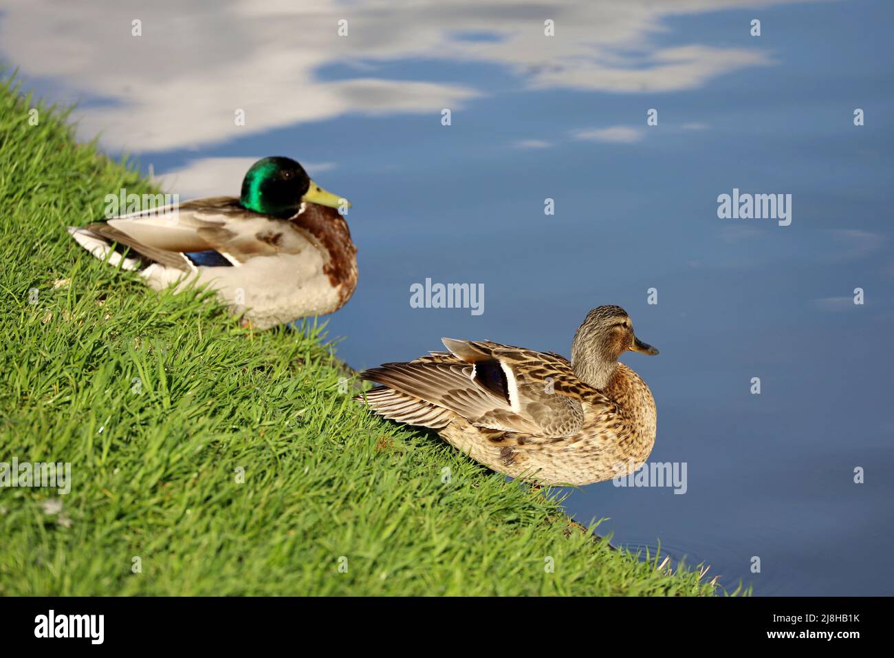 Coppia di anatre di mallardo che riposano su una costa del lago in erba verde. Anatre selvatiche maschili e femminili in primavera o parco estivo Foto Stock