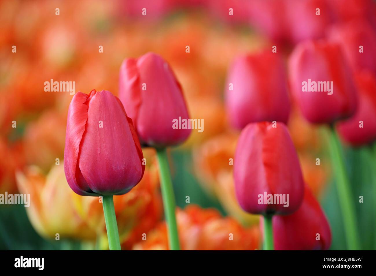 Tulipani rossi e arancioni, sfondo primavera colorato. Campo di tulipani fiorenti, fuoco selettivo Foto Stock