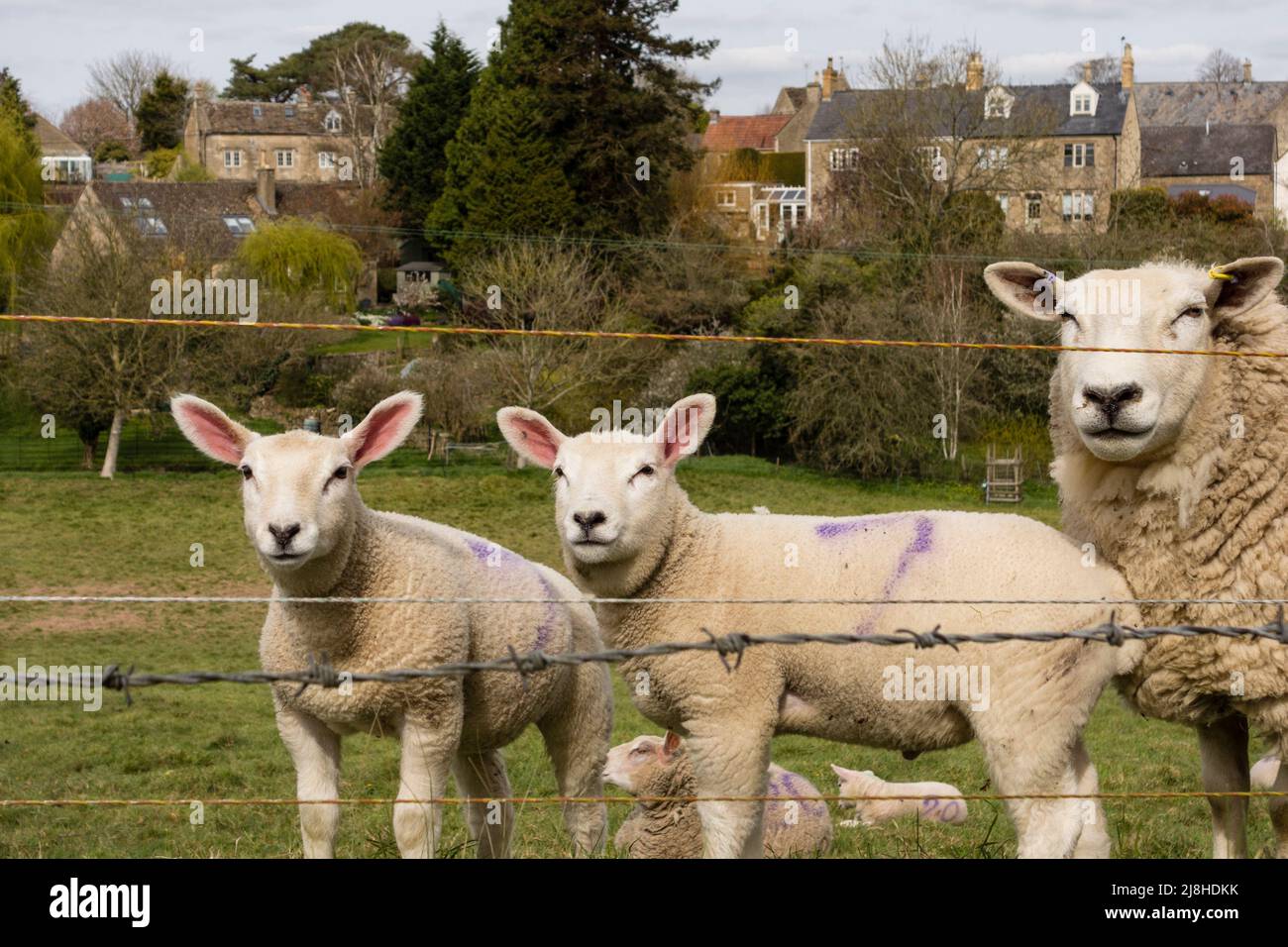 Agnelli sul campo di erba, Tetbury, Gloucestershire, Regno Unito Foto Stock