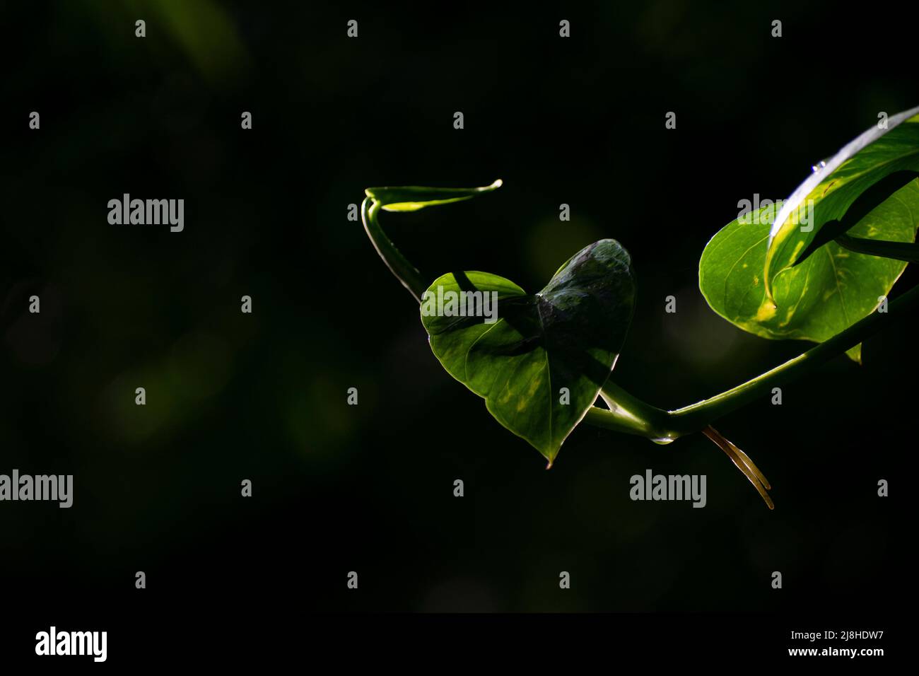 Foto del concetto verde Foto Stock