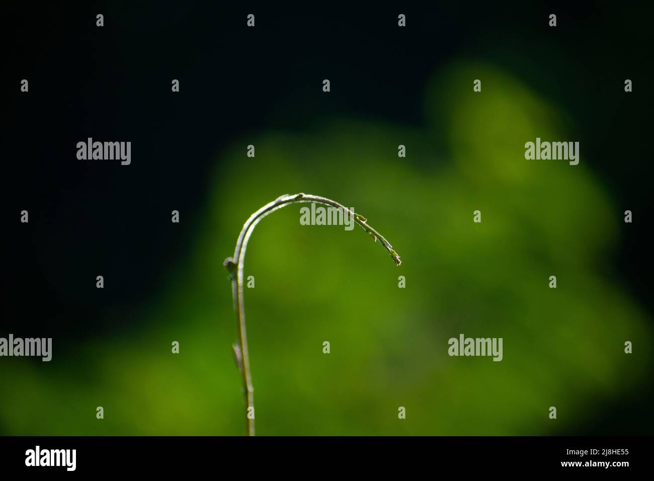 Foto del concetto verde Foto Stock