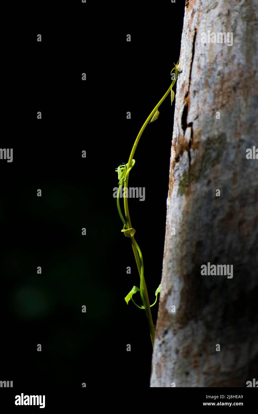 Foto del concetto verde Foto Stock