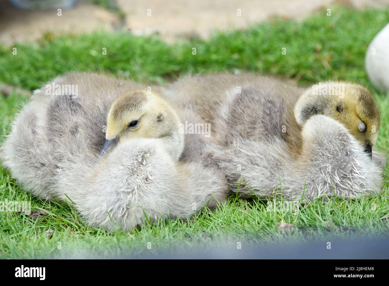 I pulcini carini dell'oca del bambino sono goslings su un giorno di primavera Foto Stock