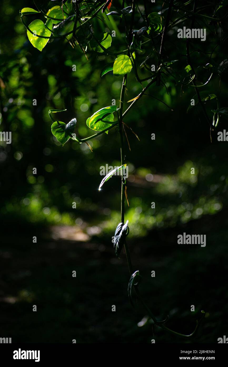 Foto del concetto verde Foto Stock