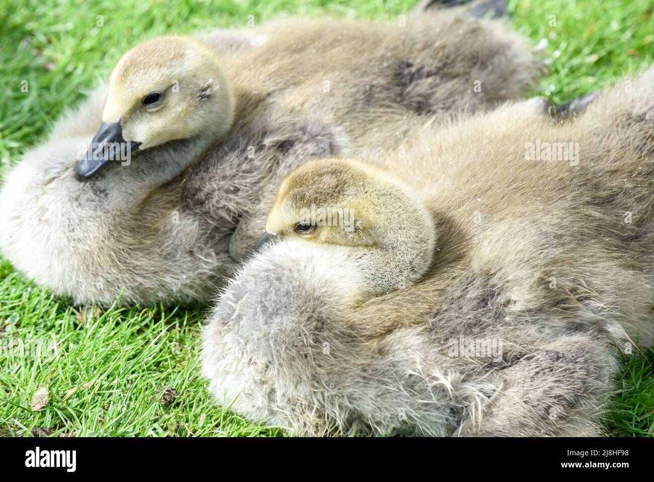 I pulcini carini dell'oca del bambino sono goslings su un giorno di primavera Foto Stock
