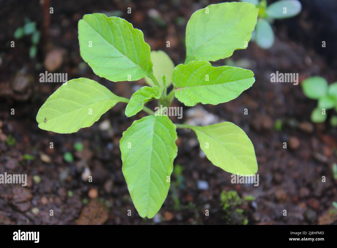 Foglie fresche di spinaci giovani in giardino Foto Stock