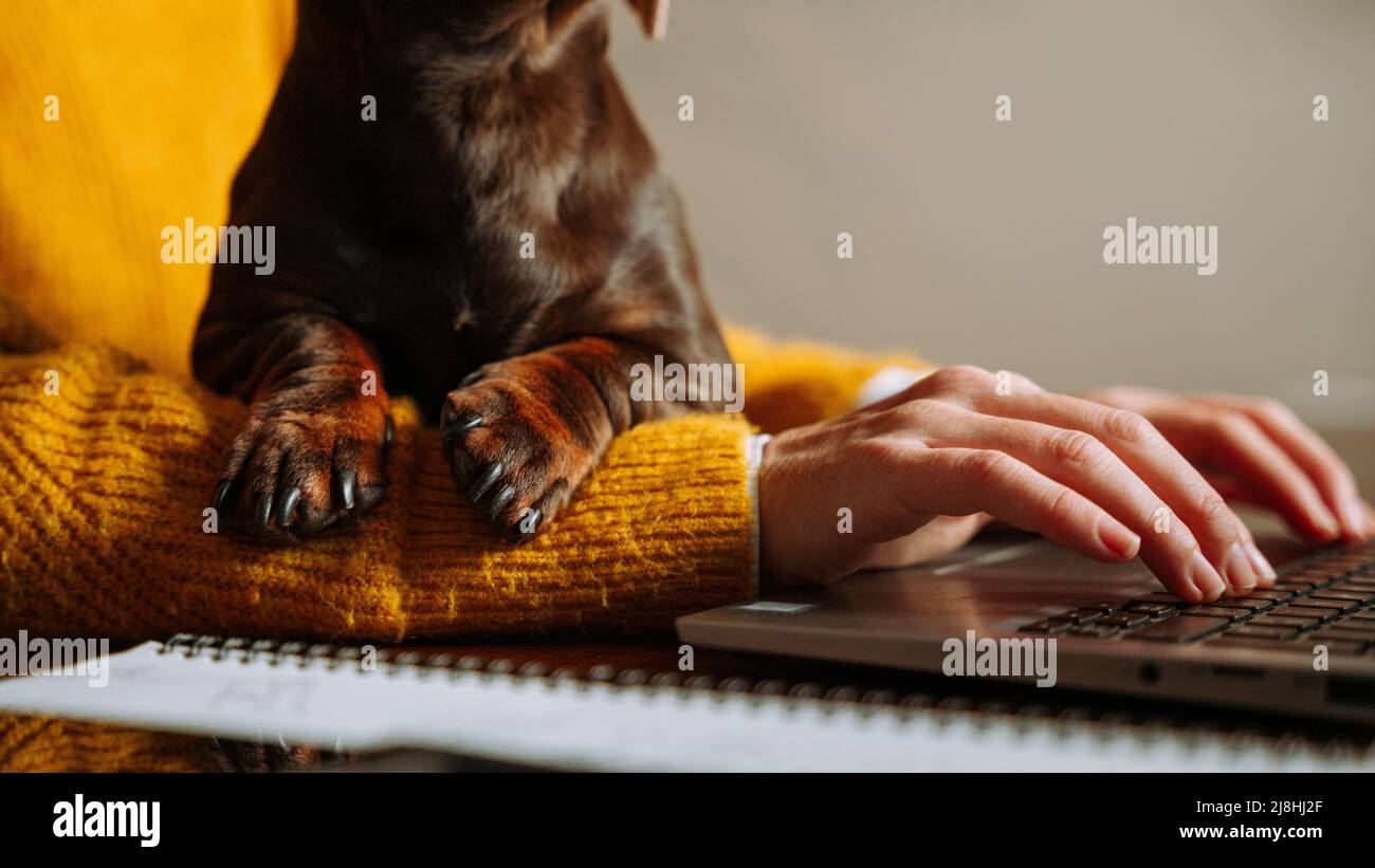Donna di affari caucasica che lavora da casa con cucciolo Foto Stock