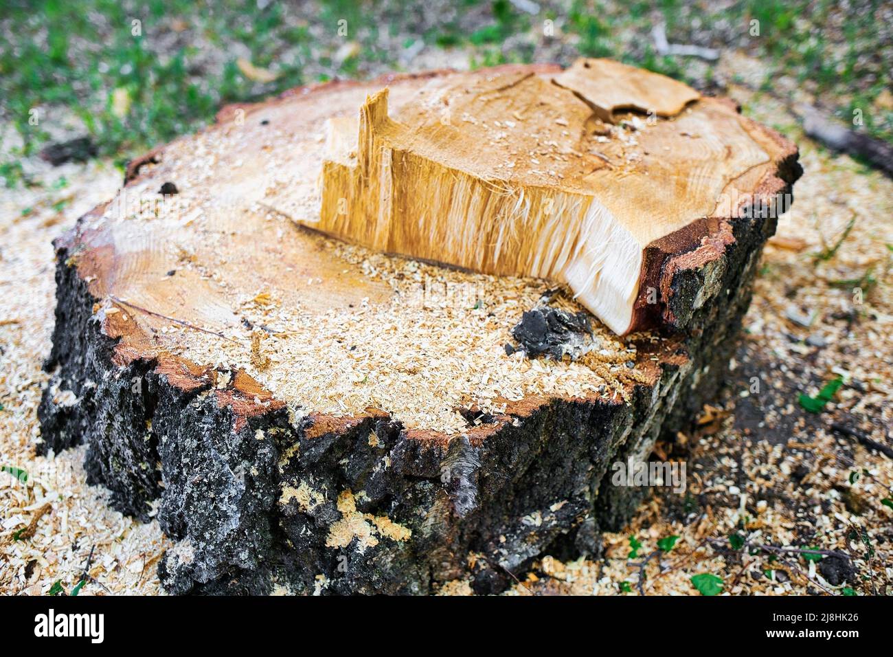 Moncone di betulla. Primo piano dell'albero. Raccolta di legname o legno per stagione di riscaldamento. Sfondo. Foto Stock