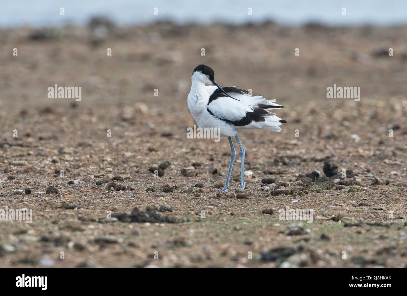 Avocet (Recurviostra avosetta) preening Foto Stock