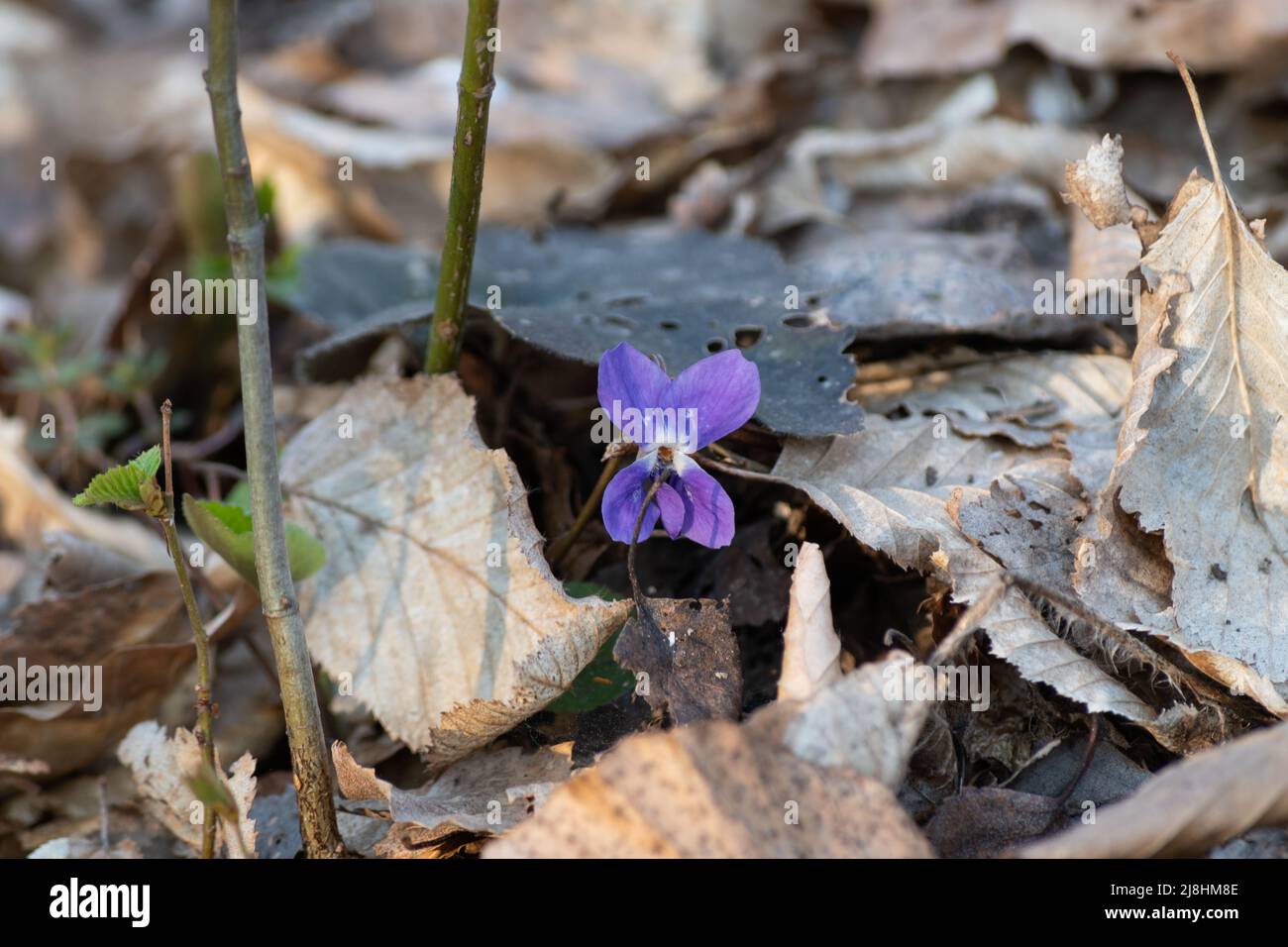 Foresta viola in primavera primo piano, fiori selvatici in foresta impostazione Foto Stock
