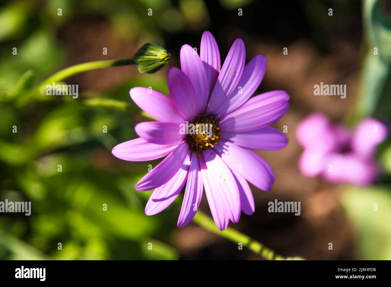 Osteospermum jucoundum 'Killerton Pink', una deliziosa margherita africana nel Cottage Garden a RHS Garden Wisley, Surrey, Inghilterra, Regno Unito, 2022 ore al giorno Foto Stock