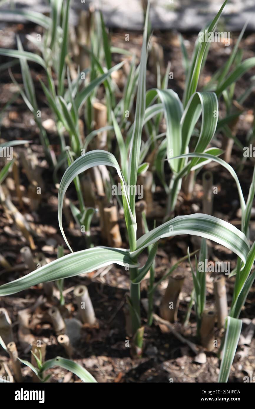 Arundo donax 'Peppermint Stick' in giardino esotico a RHS Garden Wisley, Surrey, Inghilterra, Regno Unito, 2022 giorno Foto Stock