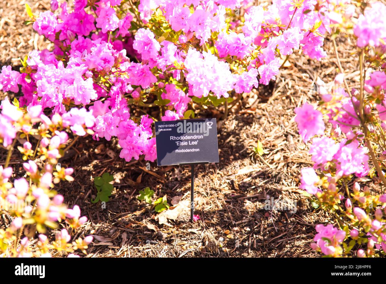 Rhododendron 'Elsie Lee' Azalea giapponese a RHS Garden Wisley, Surrey, Inghilterra, UK, 2022 ore al giorno Foto Stock