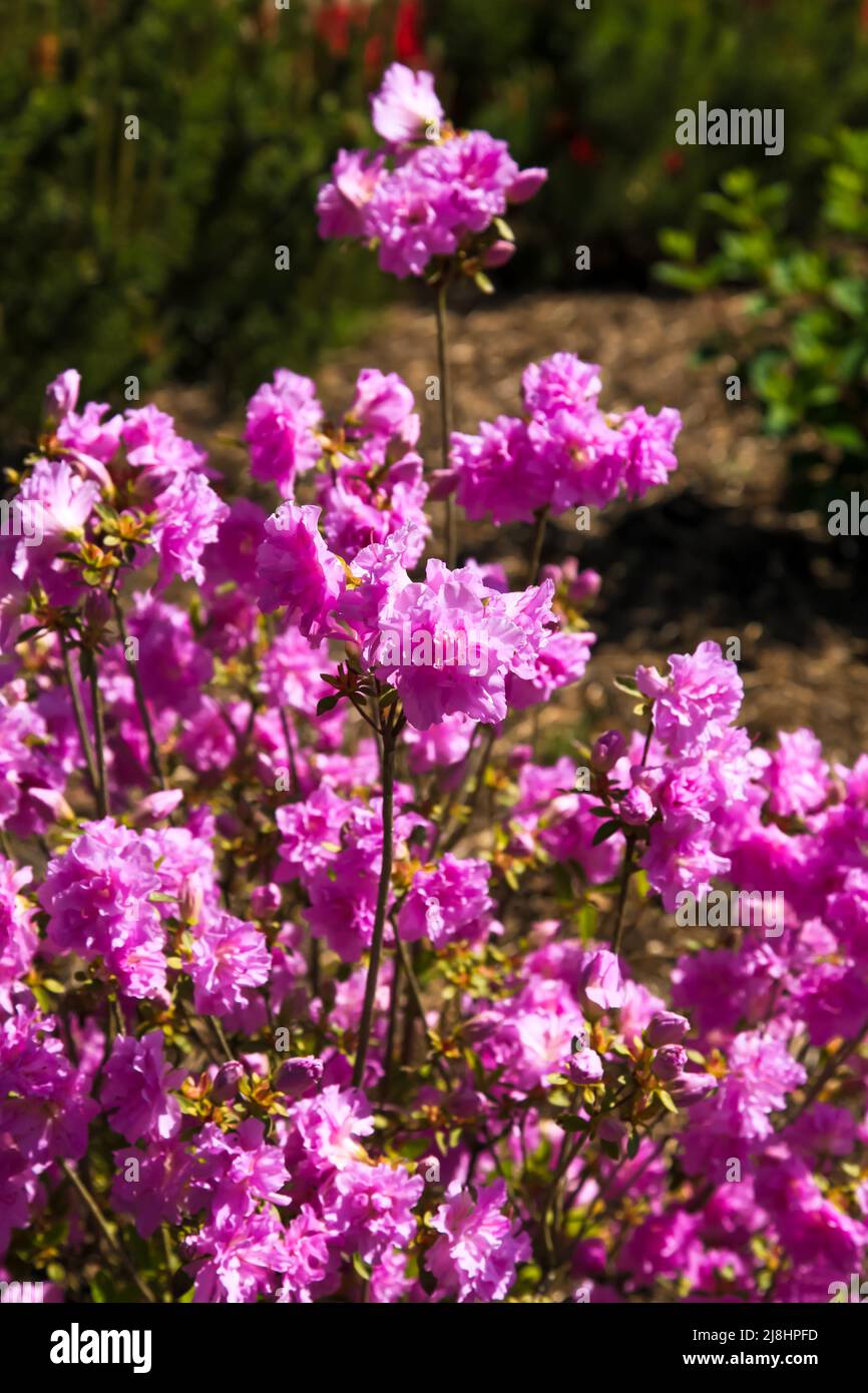 Rhododendron 'Elsie Lee' Azalea giapponese a RHS Garden Wisley, Surrey, Inghilterra, UK, 2022 ore al giorno Foto Stock