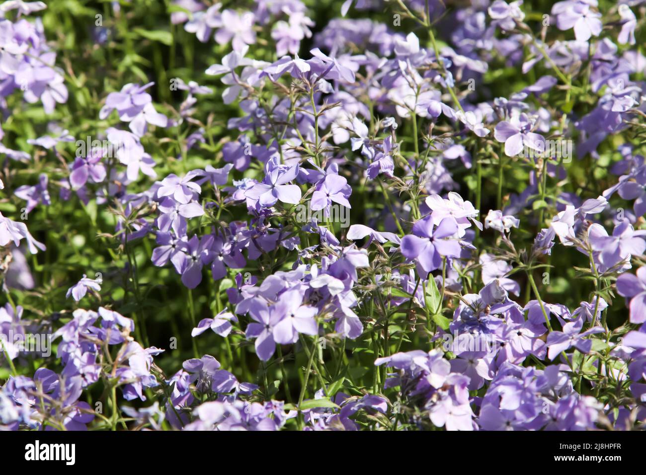 Phlox divericata 'Blue Perfume' o 'Wild Blue Phlox' closeup a RHS Garden Wisley, Surrey, Inghilterra, Regno Unito, 2022 giorno Foto Stock