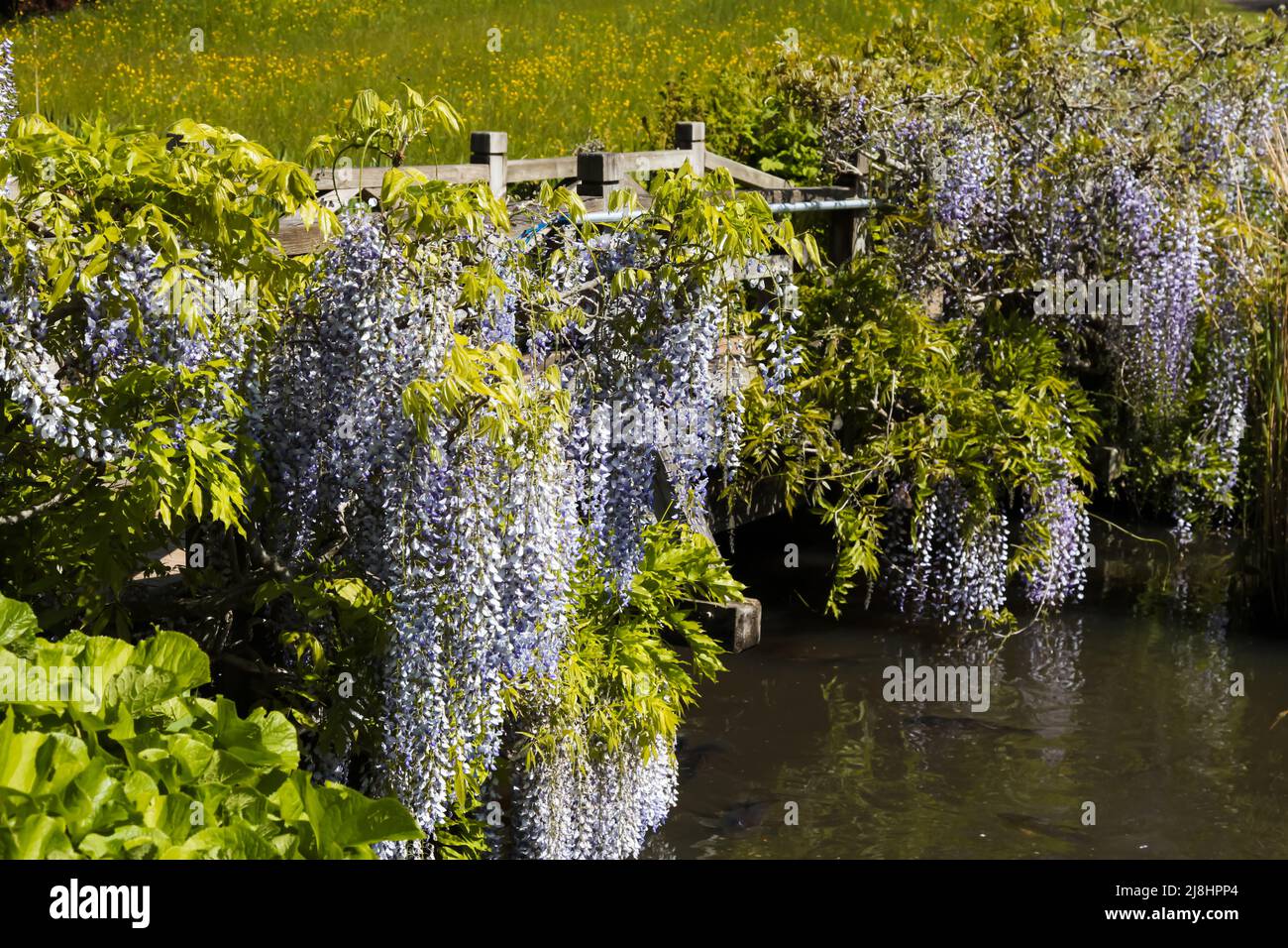 Wisteria Floribunda in fiore, ponte coperto Wisteria al giardino RHS Wisley, Surrey, Inghilterra, UK, 2022 giorno Foto Stock