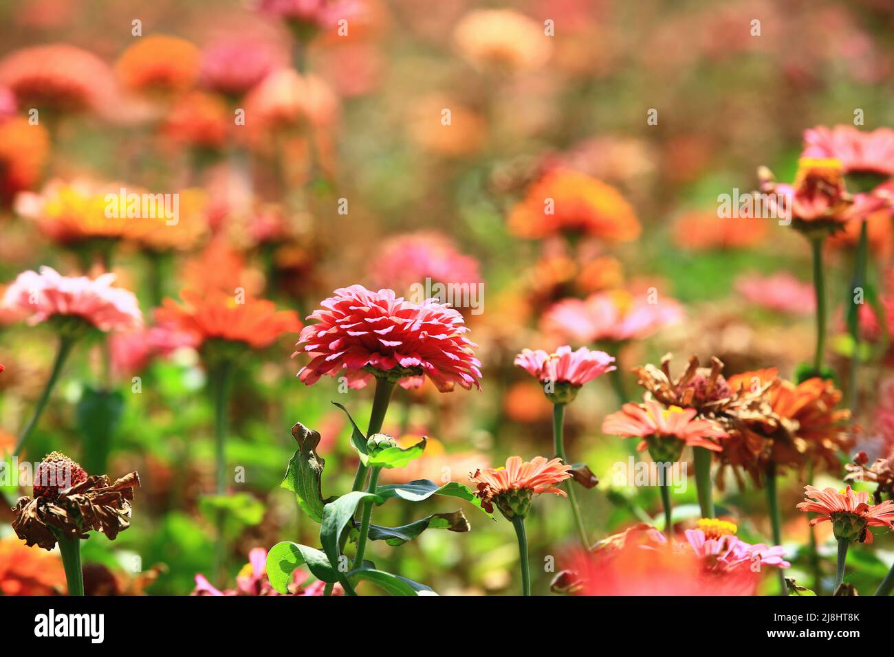 Bella vista dei fiori di Zinnia (giovinezza e vecchiaia), primo piano dei colorati fiori di Zinnia che sbocciano nel giardino Foto Stock