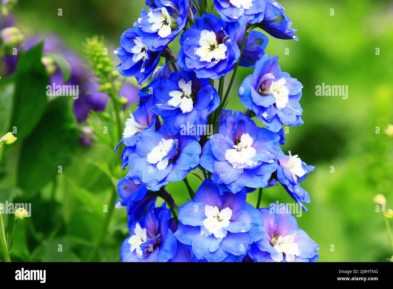 Fioritura Delphinium(Candle Delphinium,Larkspur inglese,Tall Larkspur) fiori, primo piano di blu con fiori Delphinium bianco che sbocciano nel giardino Foto Stock