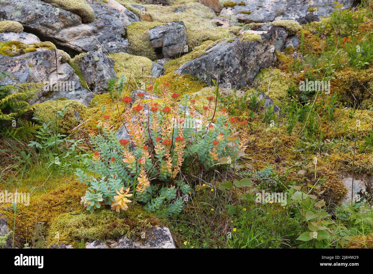 Fiori selvatici di Norvegia. Flora della regione del Nordland. Rhodiola rosea (comunemente noto come radice d'oro, radice di rosa, roseruola) pianta medicinale. Foto Stock