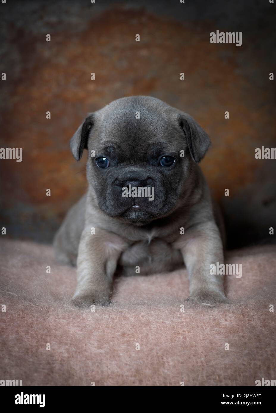 Ritratto di un quattro settimane di cucciolo fawn bulldog francese seduto guardando la telecamera . immagine verticale con sfondo marrone copia spazio sopra Foto Stock