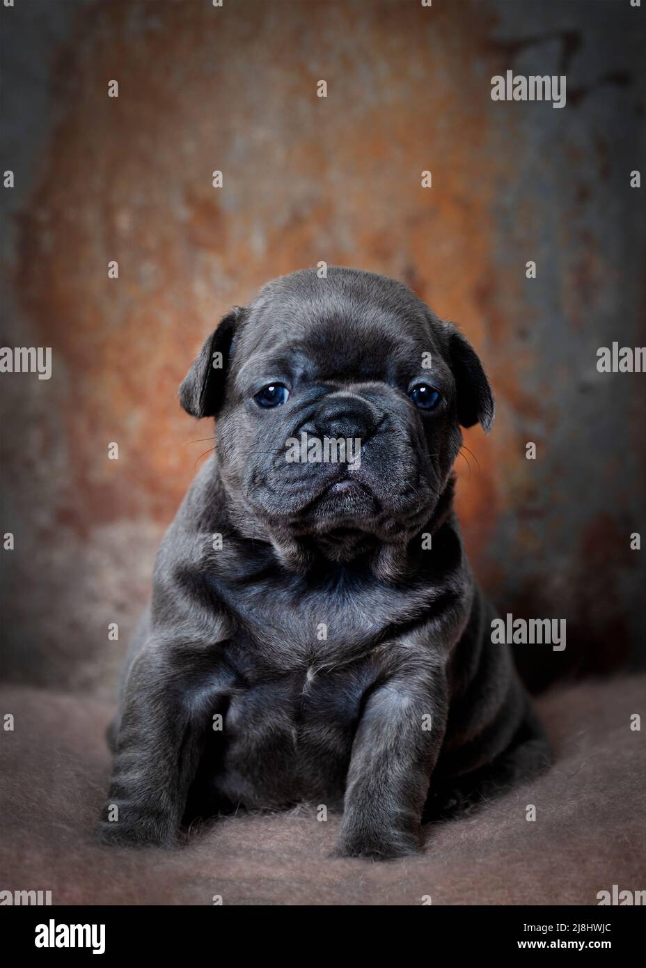 Ritratto di un quattro settimane di cucù blu bulldog francese seduto guardando la fotocamera . immagine verticale con sfondo marrone copia spazio sopra Foto Stock
