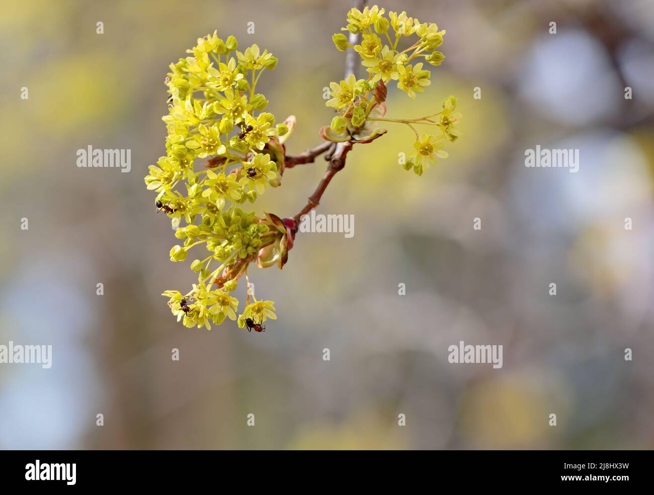 Le formiche di legno del sud si nutrono di fiori di acero Foto Stock