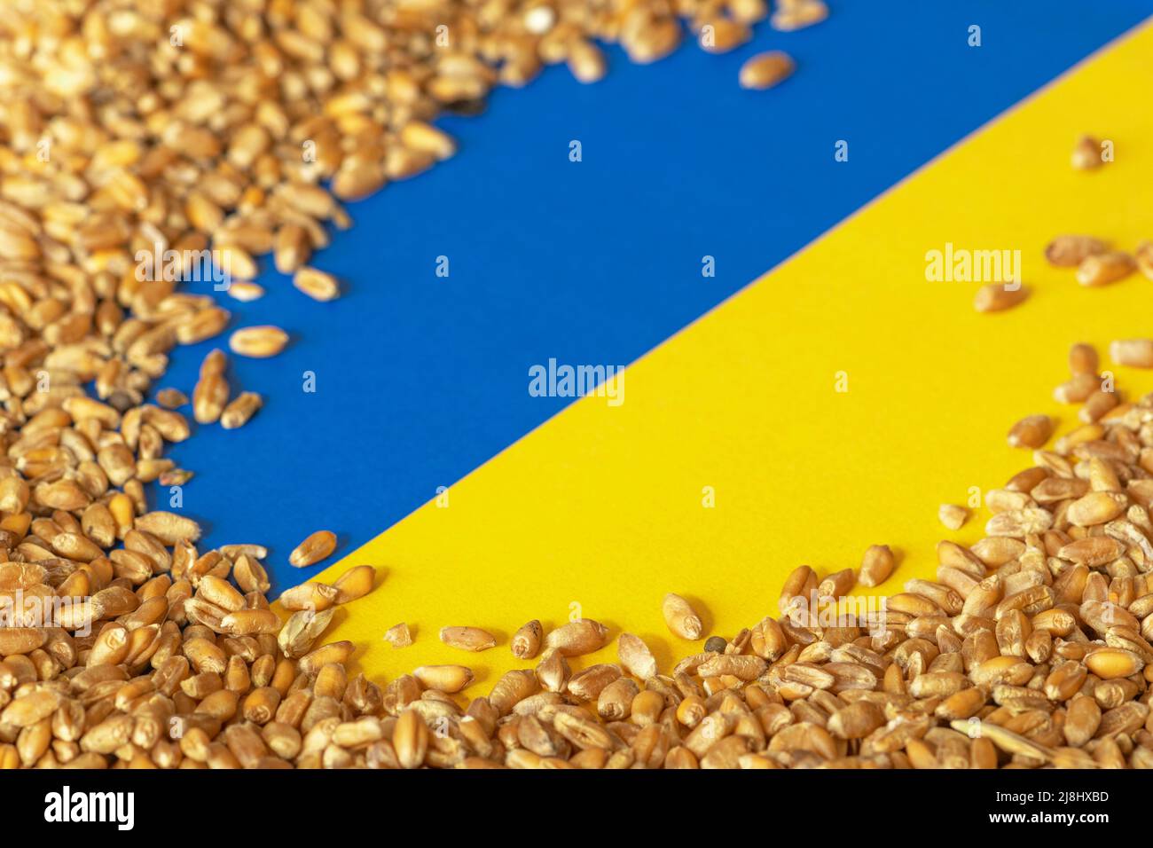 Grani di grano sulla bandiera gialla e blu dell'Ucraina, crisi di grano ucraino, concetto globale di crisi della fame a causa della guerra Foto Stock