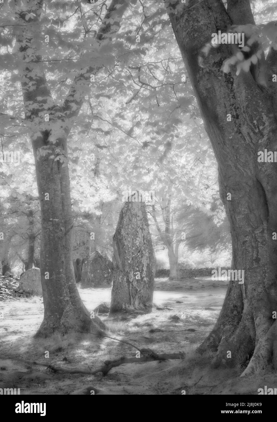 Sting Stone, Clava Cairns, Inverness, Highland, Scozia. Questa è un'immagine di Clava Cairns che mostra pietre in piedi tra le foglie mature. Foto Stock