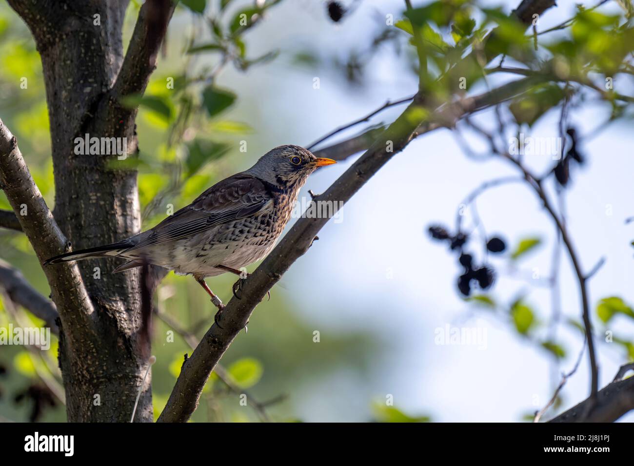 Mughetto seduto nel parco su un ramo d'albero. Foto Stock