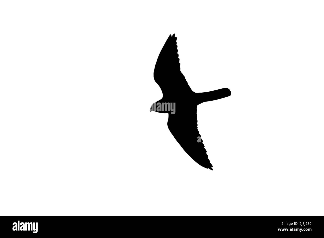 Silhouette di hobby eurasiatico (Falco subbuteo) in volo delineata su sfondo bianco per mostrare le ali, la testa e le forme della coda Foto Stock