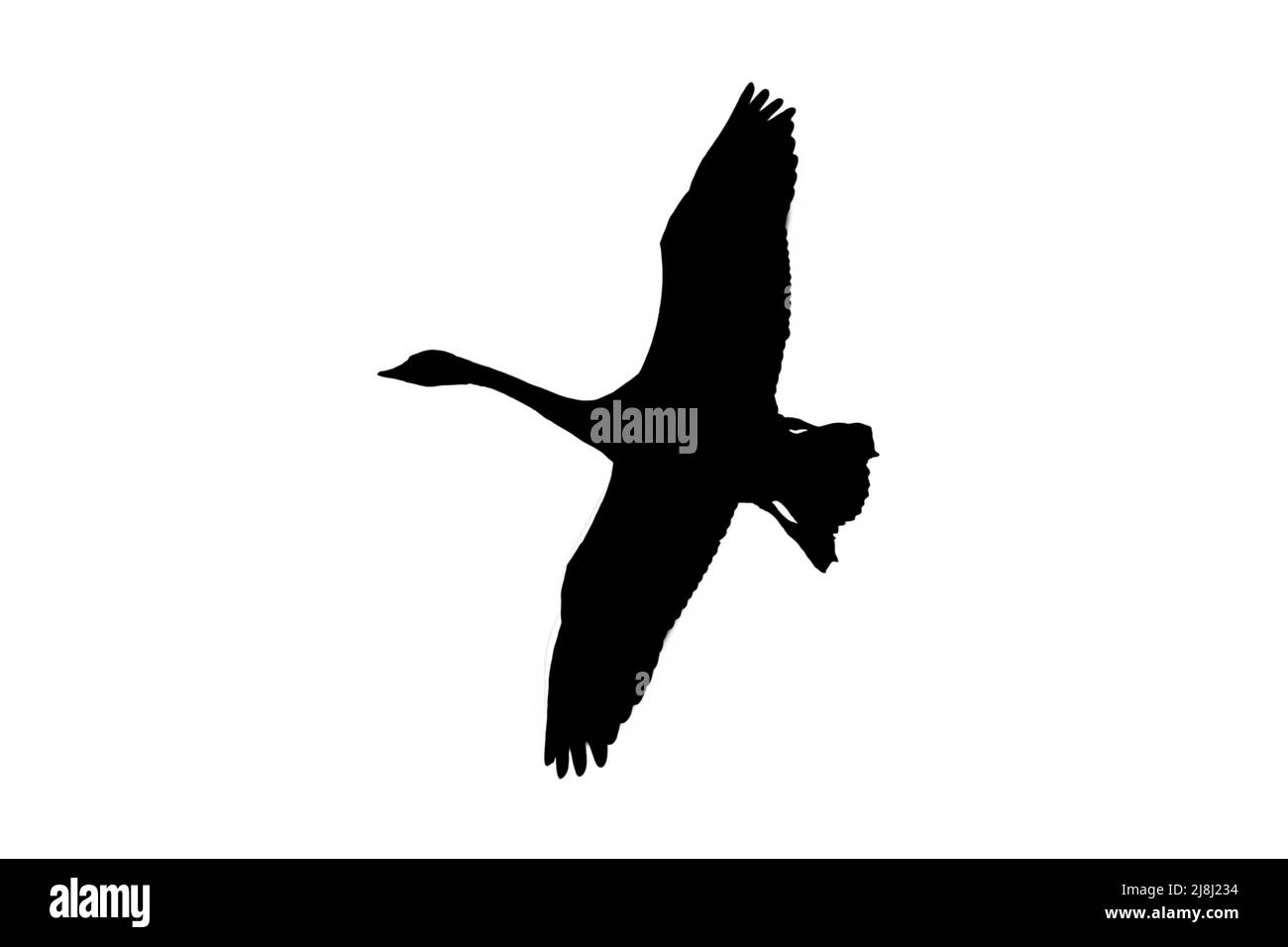 Silhouette di tundra cigno / cigno di Bewick (Cygnus bewickii) in volo delineata su sfondo bianco per mostrare le ali, la testa e le forme della coda Foto Stock