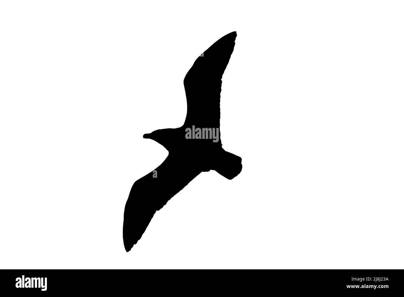 Silhouette di skua (Stercorarius skua) in volo con contorno bianco per mostrare le ali, la testa e la coda Foto Stock